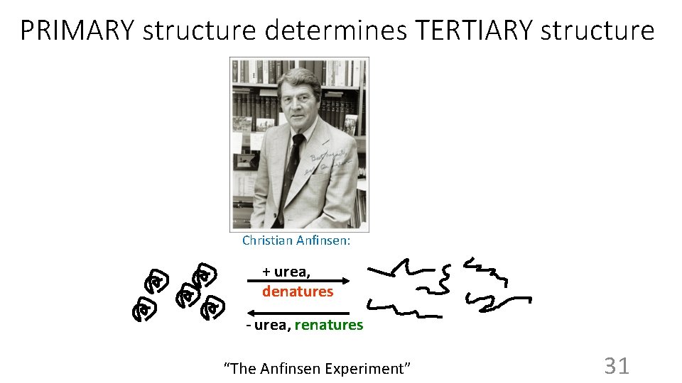 PRIMARY structure determines TERTIARY structure Christian Anfinsen: + urea, denatures - urea, renatures “The