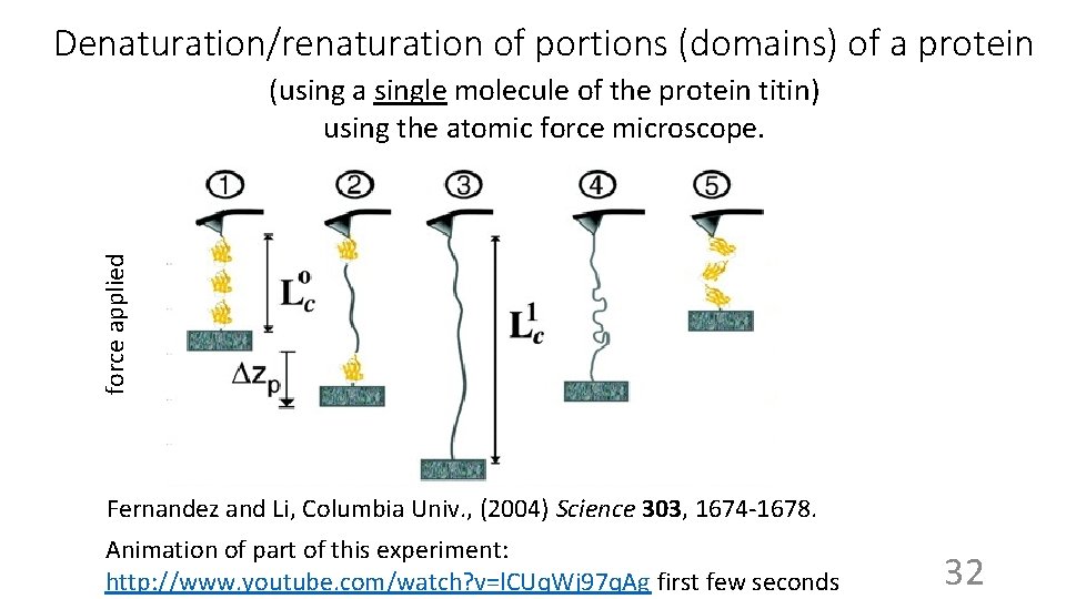 Denaturation/renaturation of portions (domains) of a protein force applied (using a single molecule of