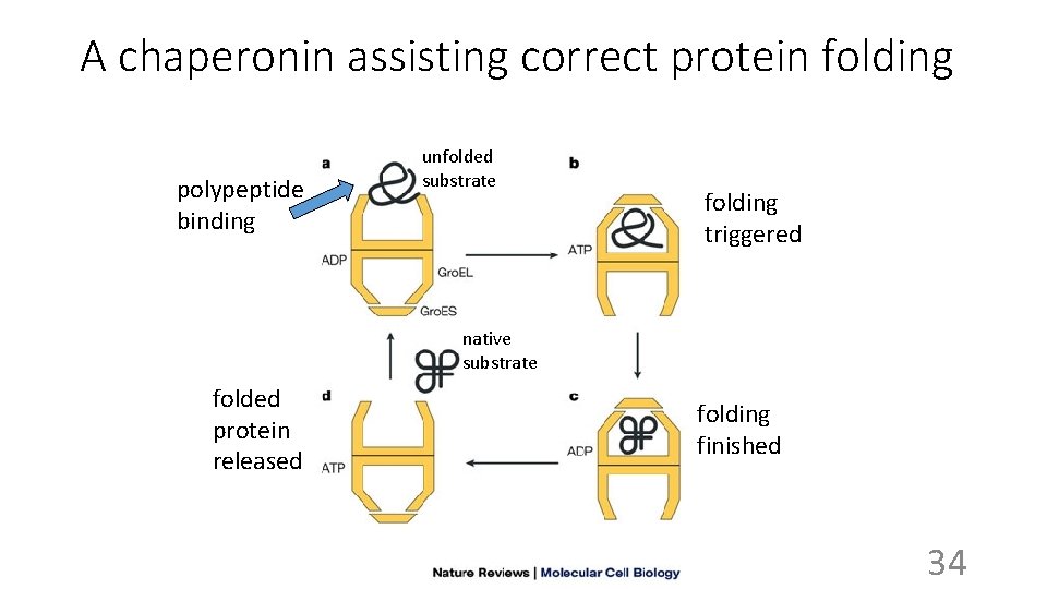 A chaperonin assisting correct protein folding polypeptide binding unfolded substrate folding triggered native substrate