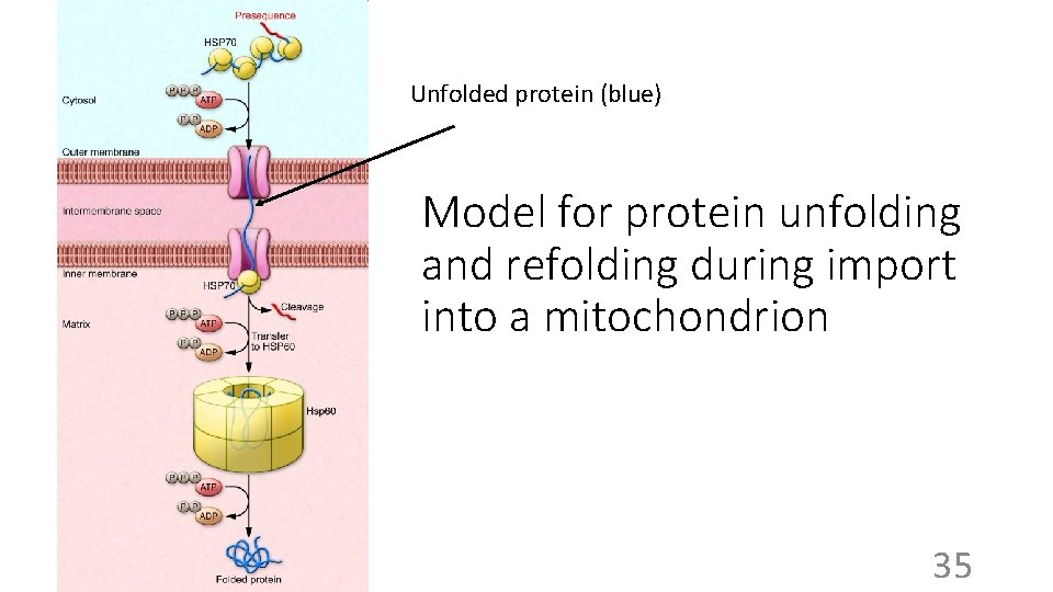 Unfolded protein (blue) Model for protein unfolding and refolding during import into a mitochondrion