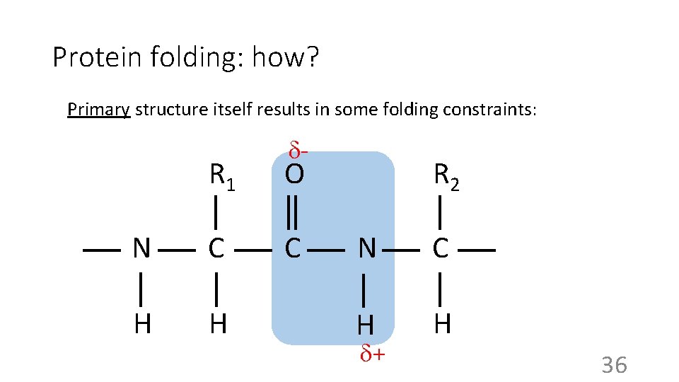 Protein folding: how? Primary structure itself results in some folding constraints: - R 1