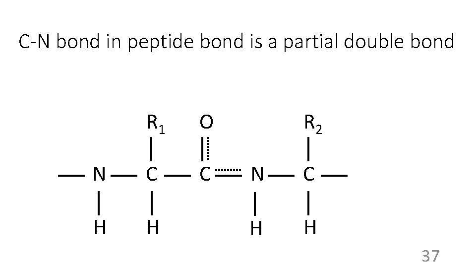 C-N bond in peptide bond is a partial double bond R 1 O N
