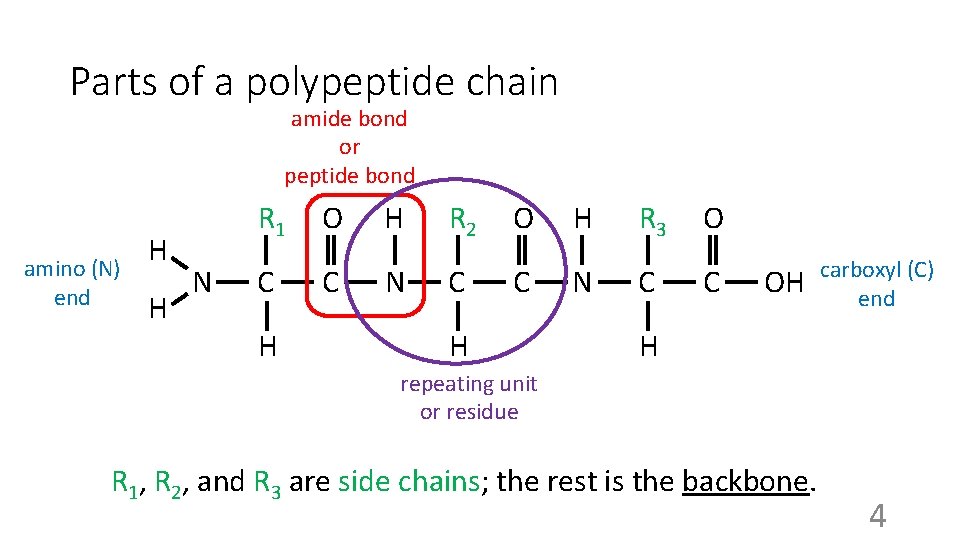 Parts of a polypeptide chain amide bond or peptide bond amino (N) end H