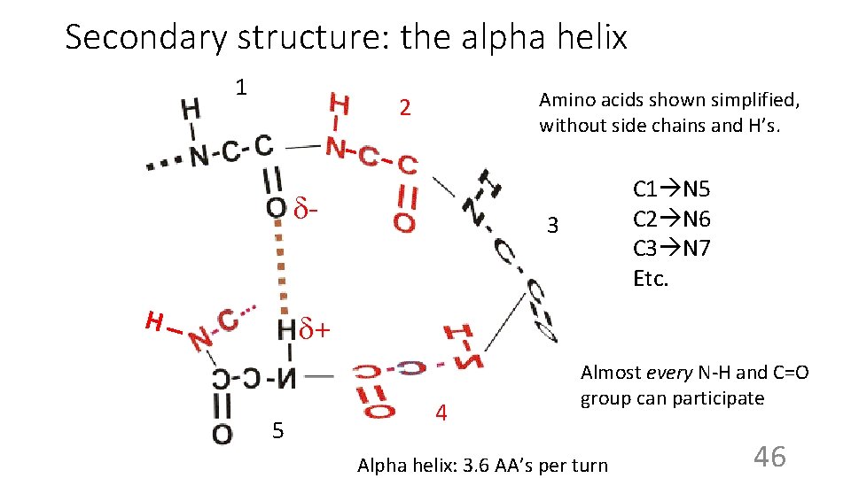 Secondary structure: the alpha helix 1 Amino acids shown simplified, without side chains and