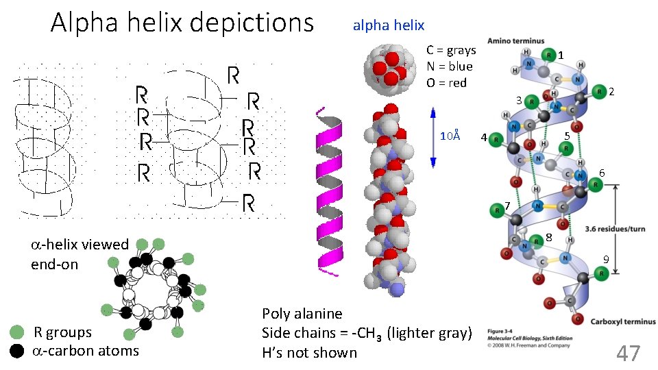 Alpha helix depictions alpha helix C = grays N = blue O = red