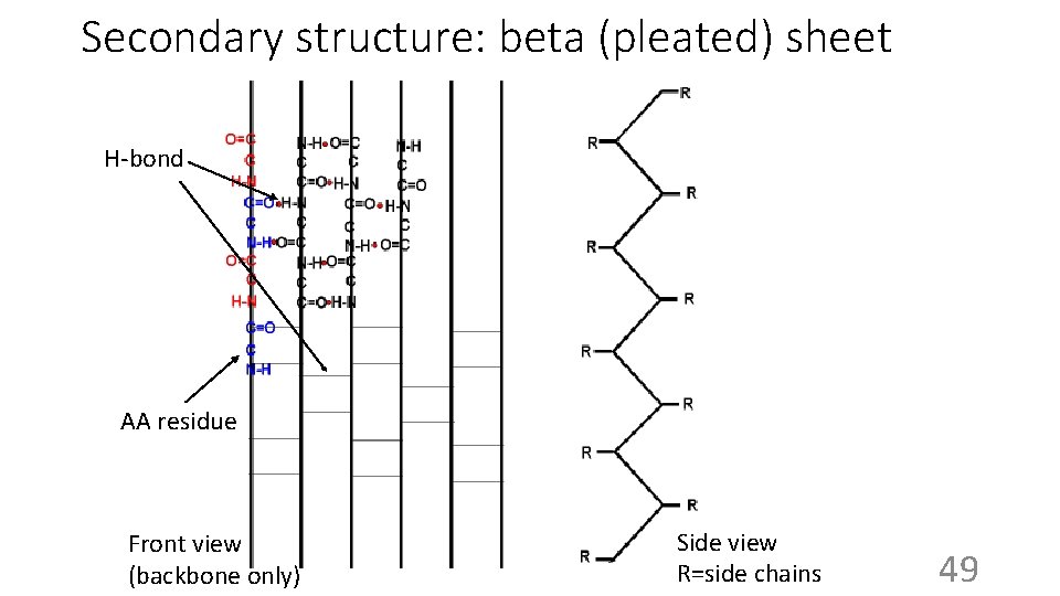 Secondary structure: beta (pleated) sheet H-bond AA residue Front view (backbone only) Side view