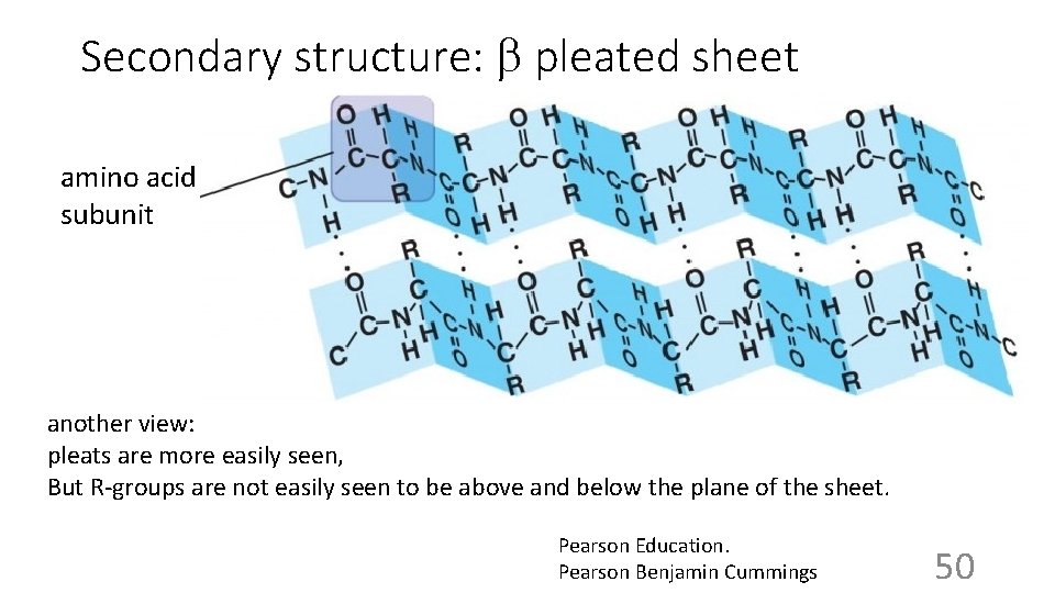 Secondary structure: b pleated sheet amino acid subunit another view: pleats are more easily