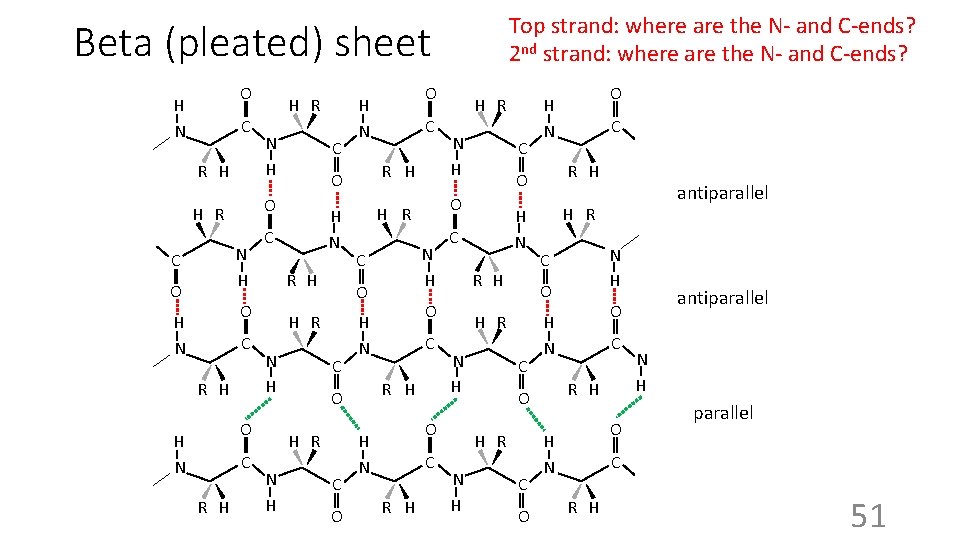 Top strand: where are the N- and C-ends? 2 nd strand: where are the
