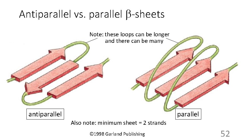 Antiparallel vs. parallel b-sheets Note: these loops can be longer and there can be