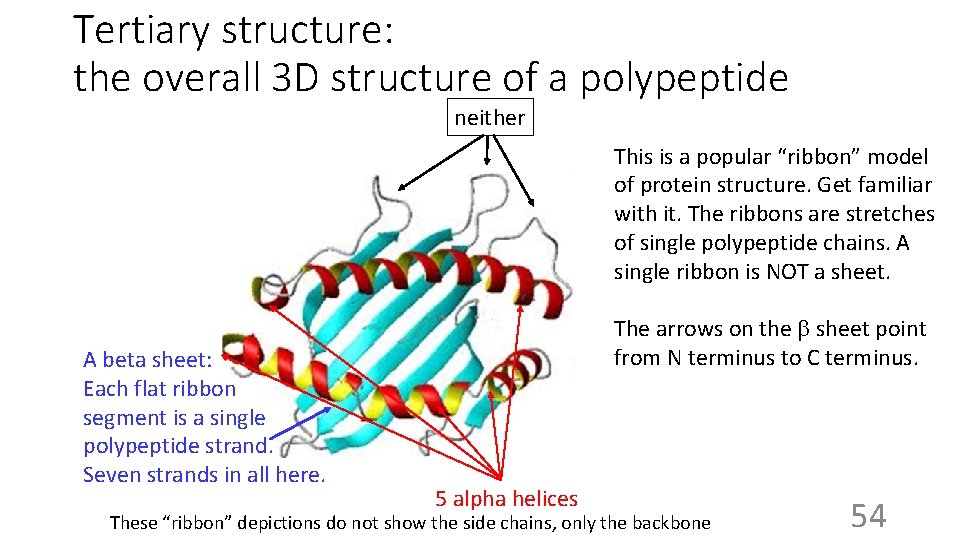 Tertiary structure: the overall 3 D structure of a polypeptide neither This is a