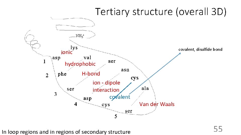 Tertiary structure (overall 3 D) NH 3+ covalent, disulfide bond ionic hydrophobic H-bond cys