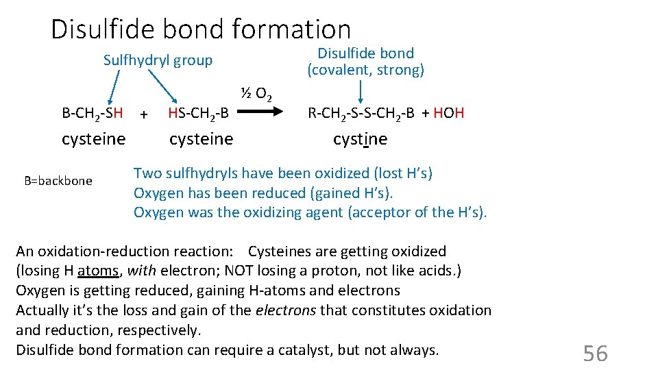 Disulfide bond formation Disulfide bond (covalent, strong) Sulfhydryl group B-CH 2 -SH cysteine B=backbone