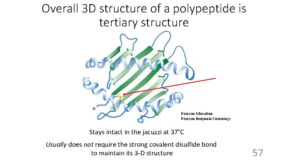 Overall 3 D structure of a polypeptide is tertiary structure Pearson Education. Pearson Benjamin