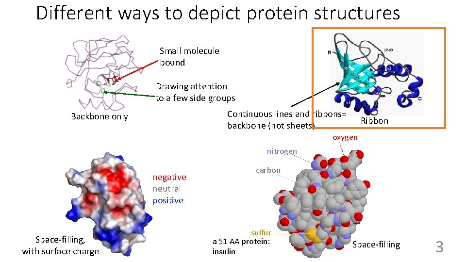 Different ways to depict protein structures Small molecule bound Drawing attention to a few