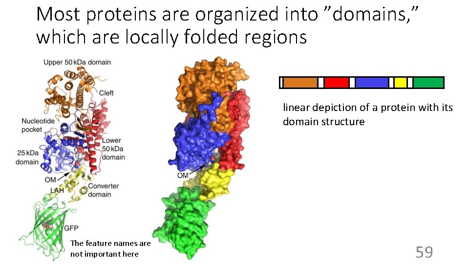 Most proteins are organized into ”domains, ” which are locally folded regions linear depiction