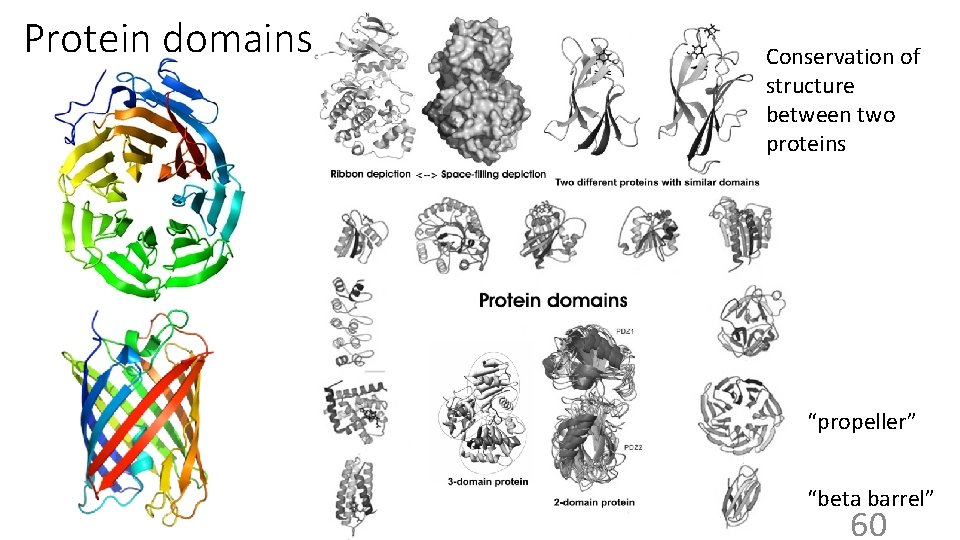 Protein domains Conservation of structure between two proteins “propeller” “beta barrel” 60 
