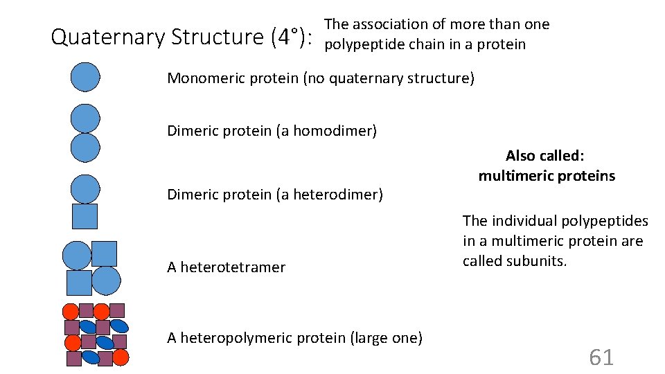 Quaternary Structure (4°): The association of more than one polypeptide chain in a protein