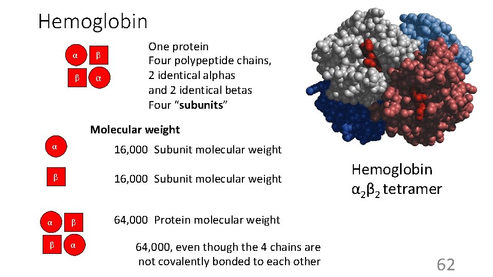 Hemoglobin α β β α One protein Four polypeptide chains, 2 identical alphas and