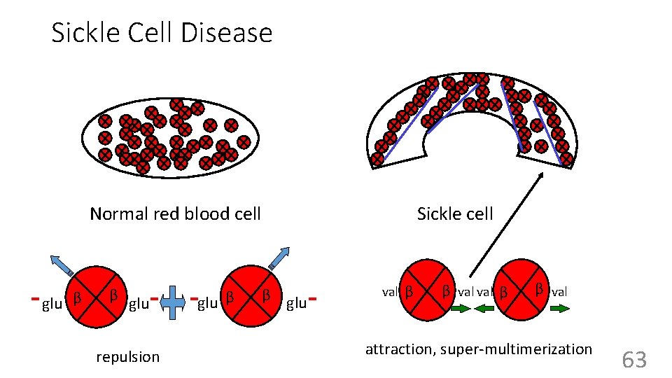 Sickle Cell Disease Normal red blood cell glu β β glu repulsion glu β