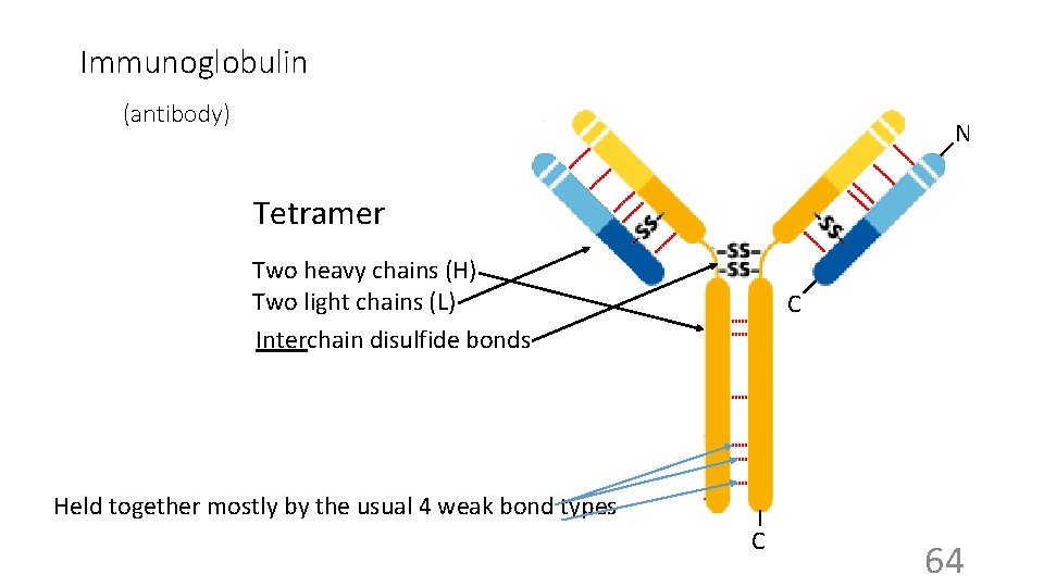 Immunoglobulin (antibody) N Tetramer Two heavy chains (H) Two light chains (L) Interchain disulfide