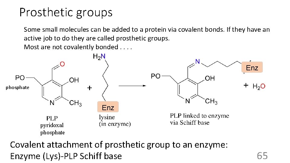 Prosthetic groups Some small molecules can be added to a protein via covalent bonds.