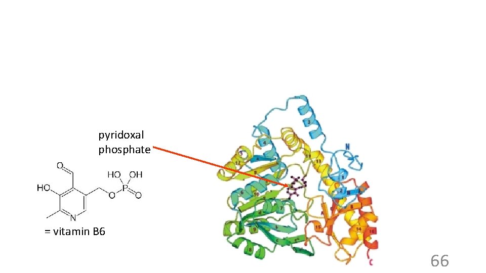 pyridoxal phosphate = vitamin B 6 66 