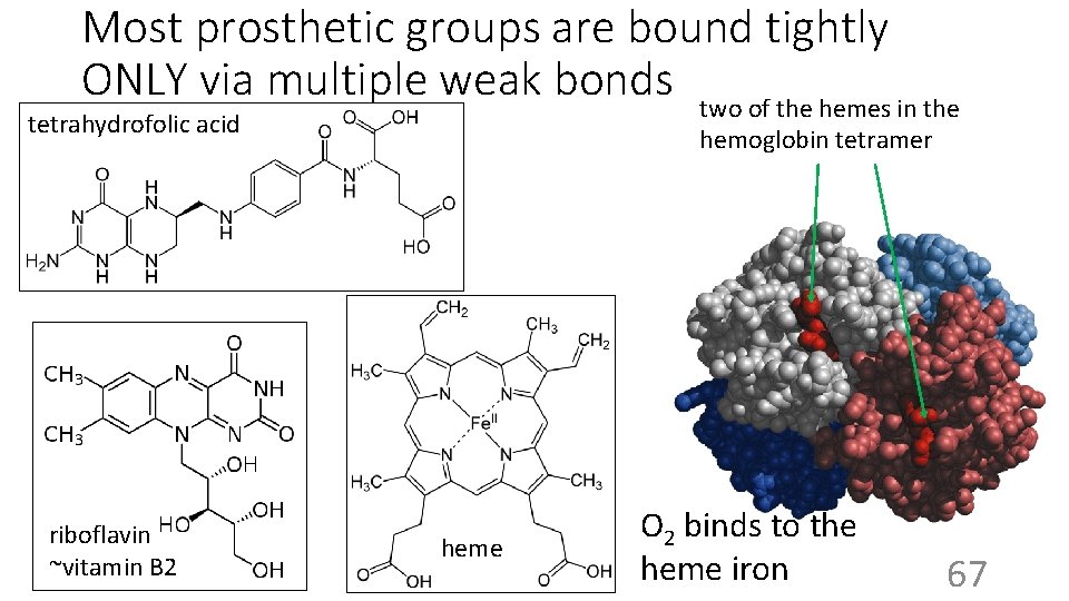 Most prosthetic groups are bound tightly ONLY via multiple weak bonds two of the