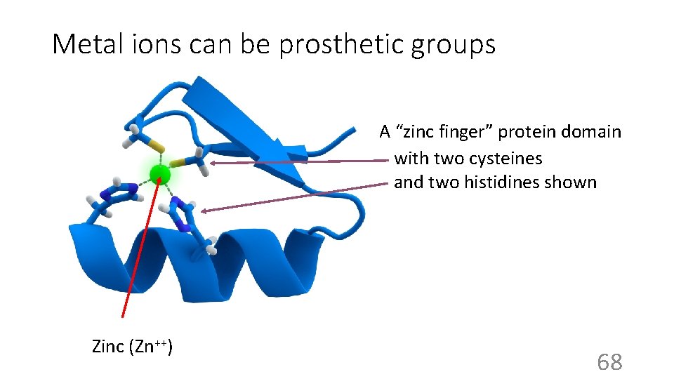 Metal ions can be prosthetic groups A “zinc finger” protein domain with two cysteines