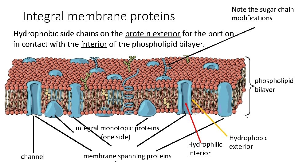 Integral membrane proteins Note the sugar chain modifications Hydrophobic side chains on the protein