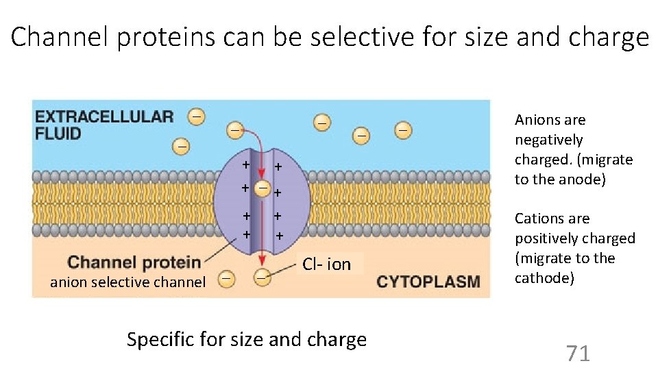 Channel proteins can be selective for size and charge _ _ _ + +
