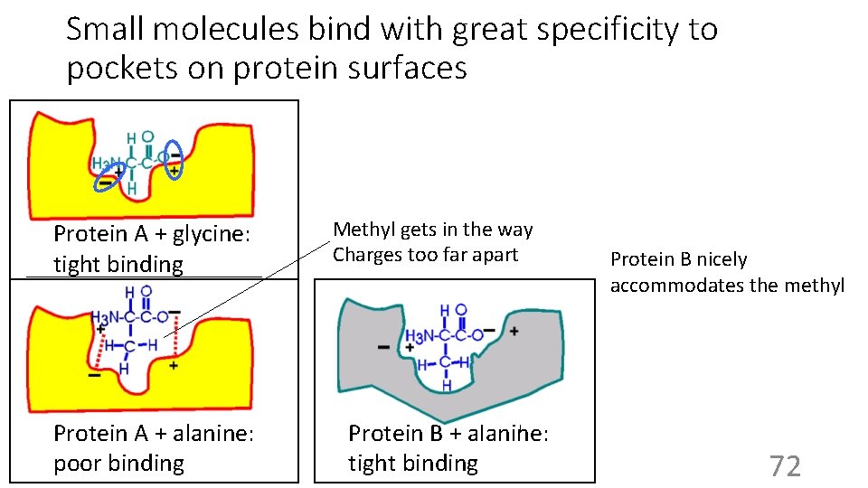 Small molecules bind with great specificity to pockets on protein surfaces Protein A +