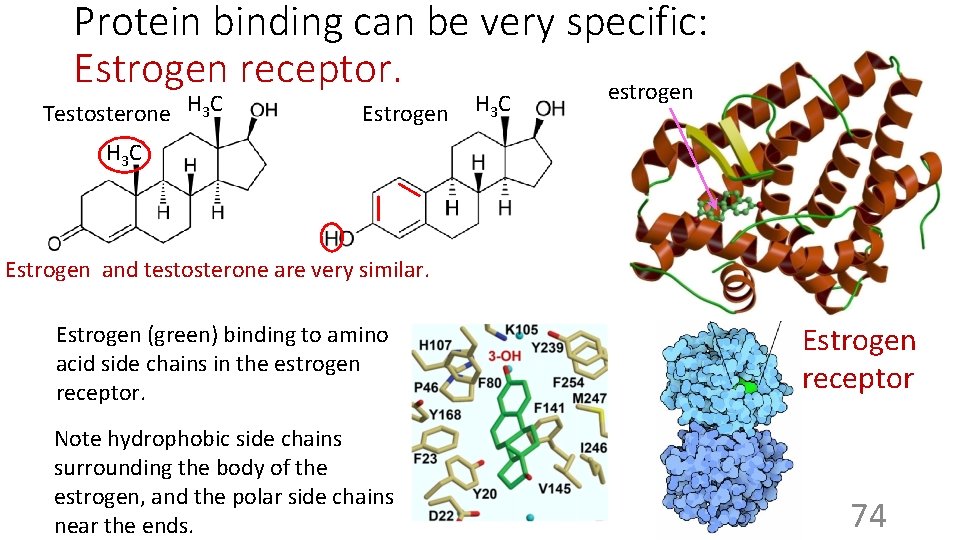 Protein binding can be very specific: Estrogen receptor. estrogen Testosterone H 3 C Estrogen