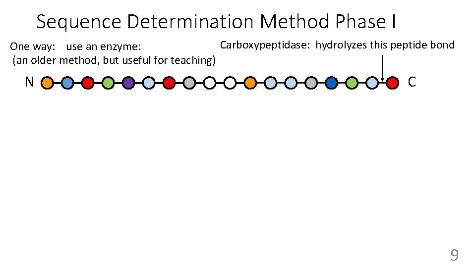 Sequence Determination Method Phase I Carboxypeptidase: hydrolyzes this peptide bond One way: use an