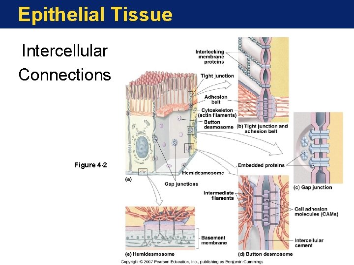Epithelial Tissue Intercellular Connections Figure 4 -2 