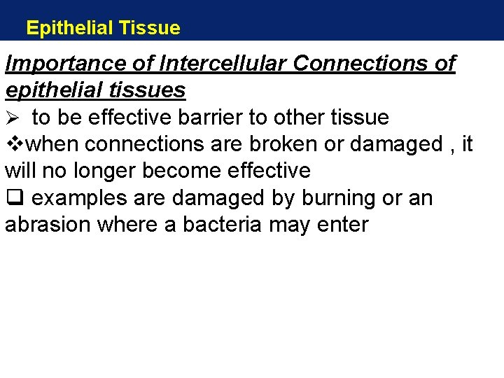 Epithelial Tissue Importance of Intercellular Connections of epithelial tissues Ø to be effective barrier