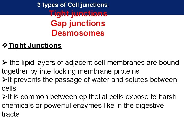 3 types of Cell junctions: Tight junctions Gap junctions Desmosomes v. Tight Junctions Ø