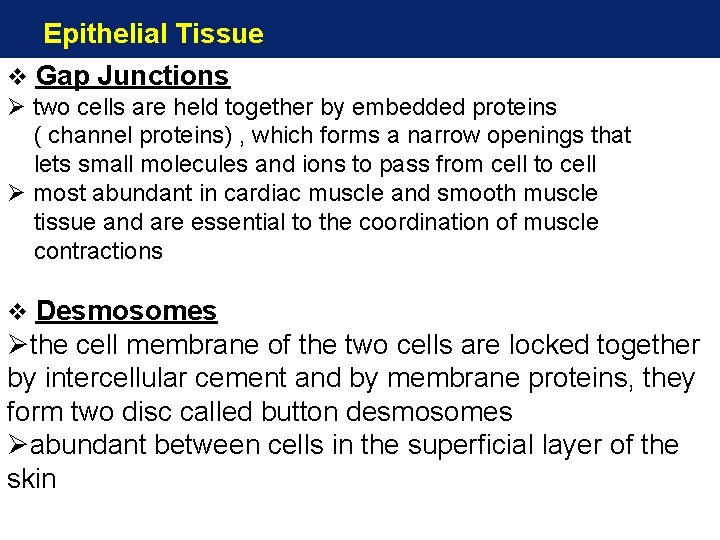 Epithelial Tissue v Gap Junctions Ø two cells are held together by embedded proteins