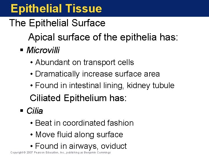 Epithelial Tissue The Epithelial Surface Apical surface of the epithelia has: § Microvilli •