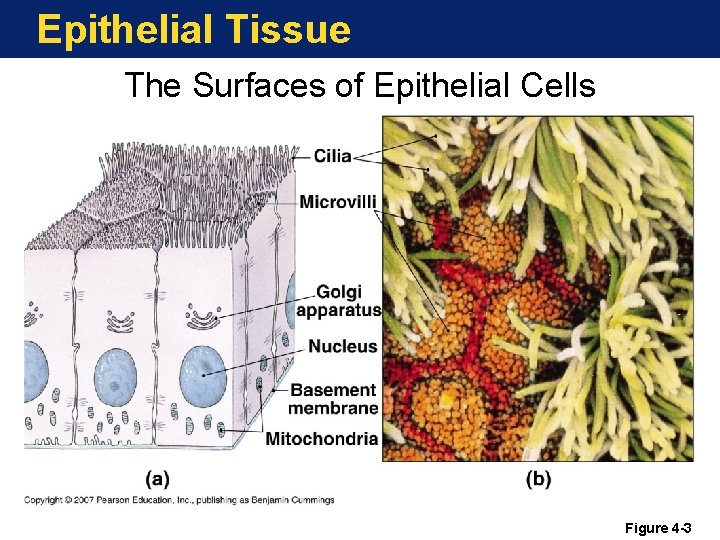 Epithelial Tissue The Surfaces of Epithelial Cells Figure 4 -3 