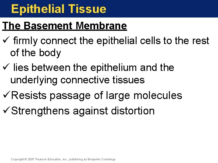 Epithelial Tissue The Basement Membrane ü firmly connect the epithelial cells to the rest