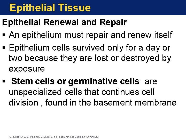 Epithelial Tissue Epithelial Renewal and Repair § An epithelium must repair and renew itself