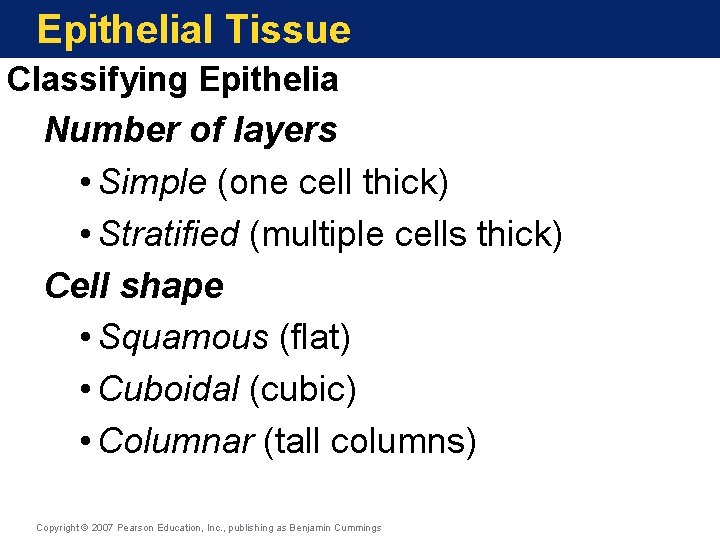 Epithelial Tissue Classifying Epithelia Number of layers • Simple (one cell thick) • Stratified