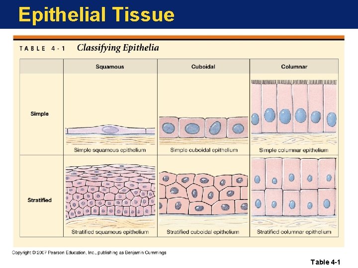 Epithelial Tissue Table 4 -1 