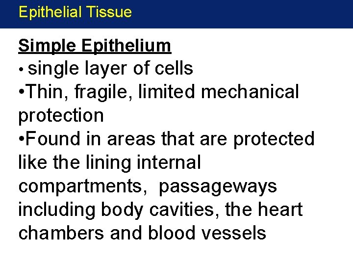 Epithelial Tissue Simple Epithelium • single layer of cells • Thin, fragile, limited mechanical