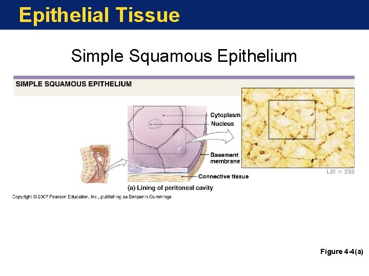 Epithelial Tissue Simple Squamous Epithelium Figure 4 -4(a) 