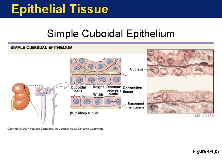 Epithelial Tissue Simple Cuboidal Epithelium Figure 4 -4(b) 