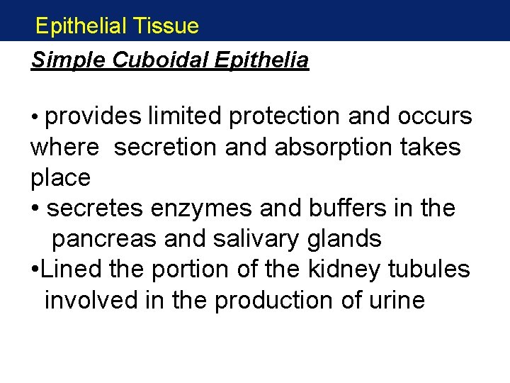 Epithelial Tissue Simple Cuboidal Epithelia • provides limited protection and occurs where secretion and