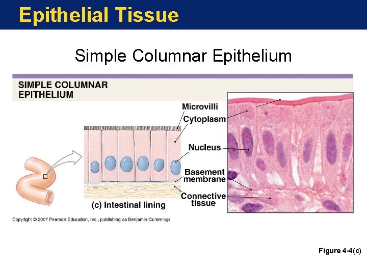 Epithelial Tissue Simple Columnar Epithelium Figure 4 -4(c) 