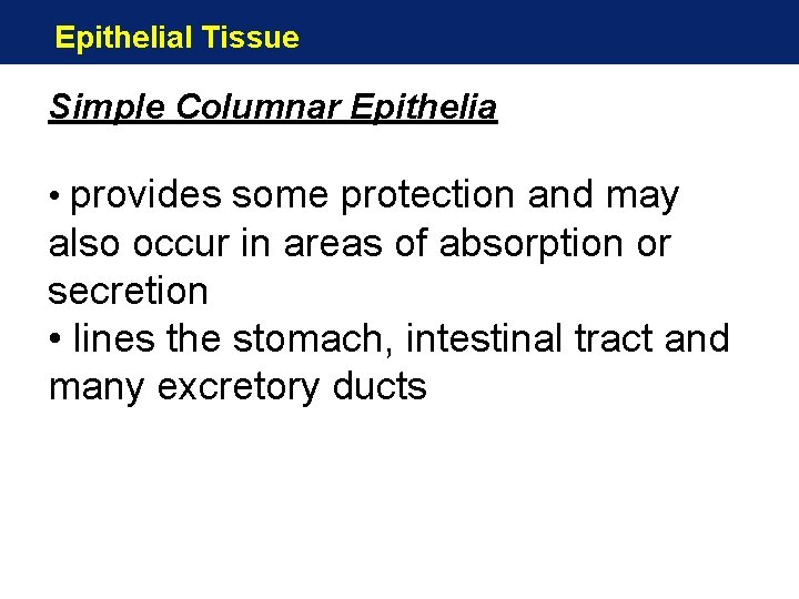 Epithelial Tissue Simple Columnar Epithelia • provides some protection and may also occur in