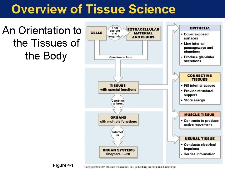 Overview of Tissue Science An Orientation to the Tissues of the Body Figure 4